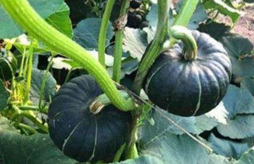 网红最近吃的瓜水煮瓜,水煮瓜,美味与话题并存 第3张 网红最近吃的瓜水煮瓜,水煮瓜,美味与话题并存 第3张